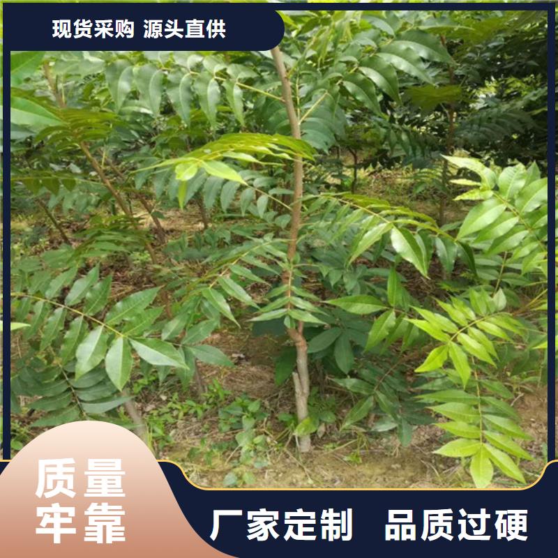 核桃苗梨树苗基地诚信厂家