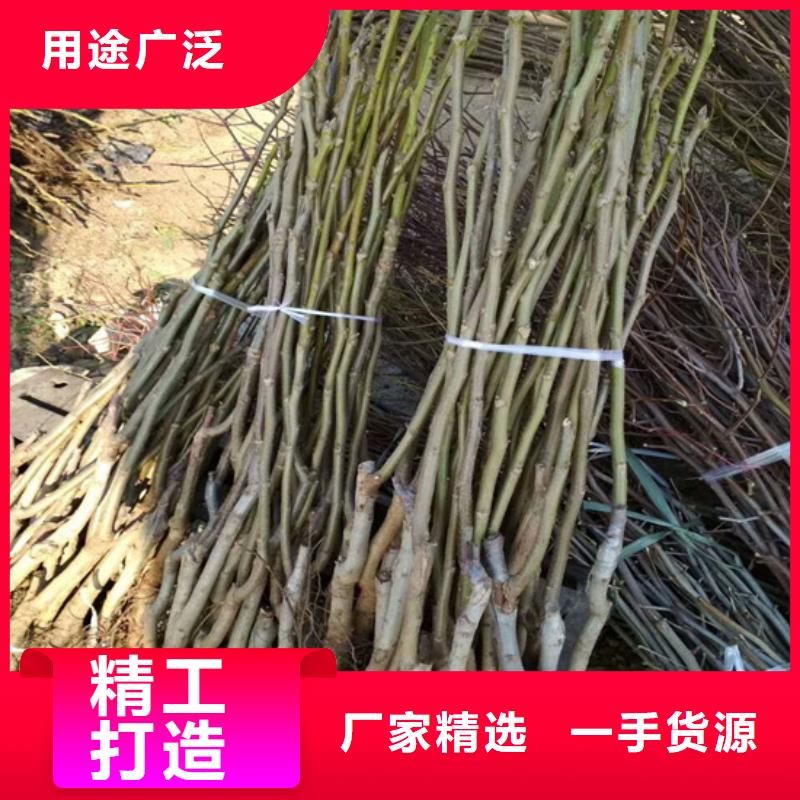 【核桃苗】_大棚草莓苗多种场景适用