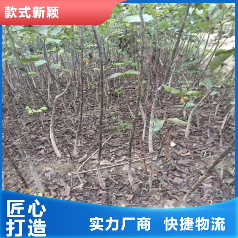 核桃苗苹果苗基地品质过硬