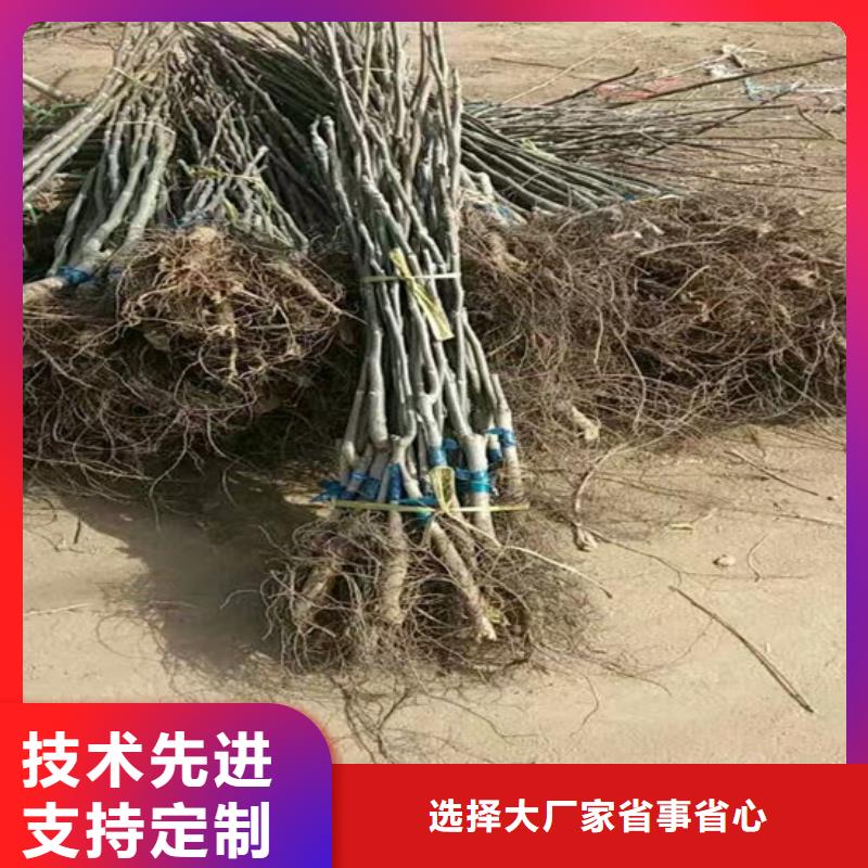 核桃苗桃树苗基地优质货源