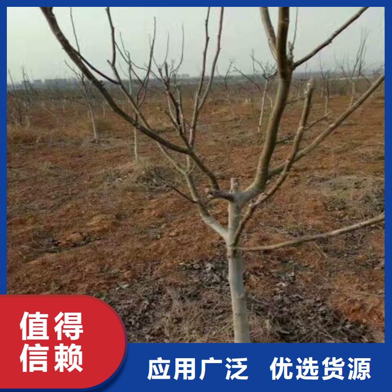 核桃苗果树苗批发基地来图定制