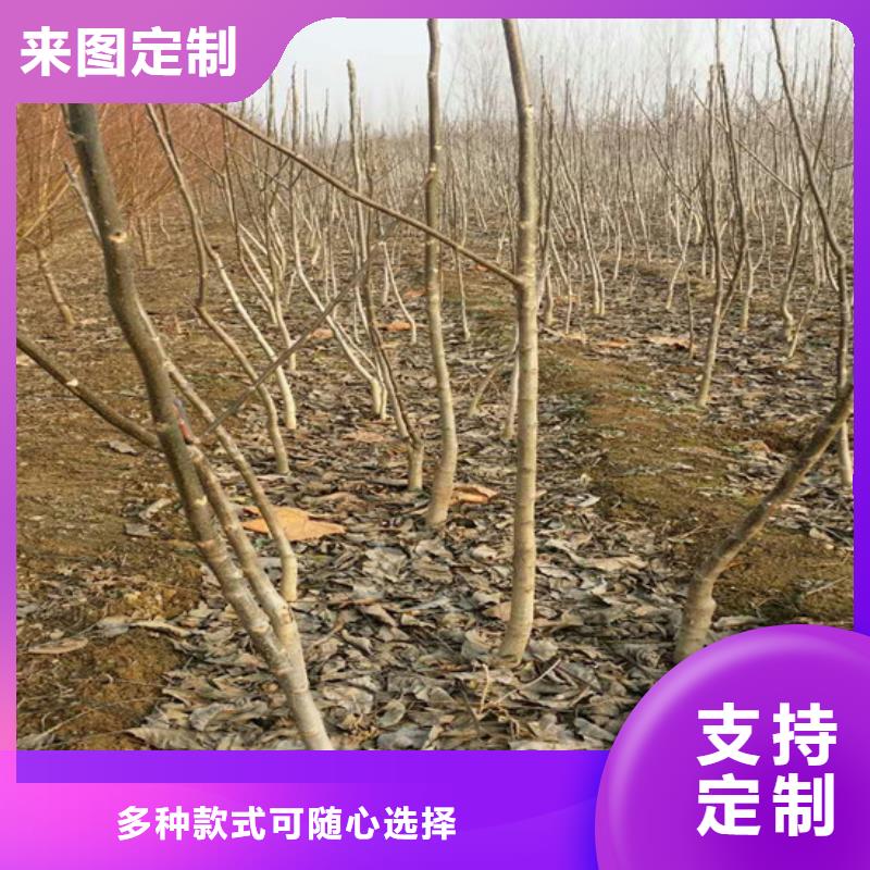 核桃苗,桃树苗基地精工细致打造