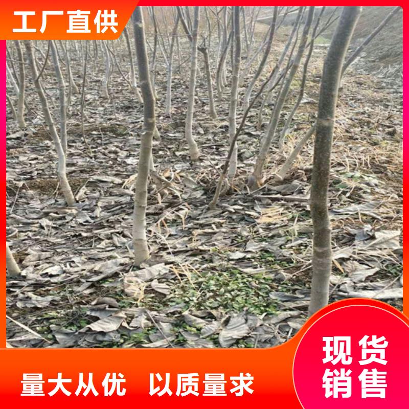 核桃苗,桃树苗基地精工细致打造