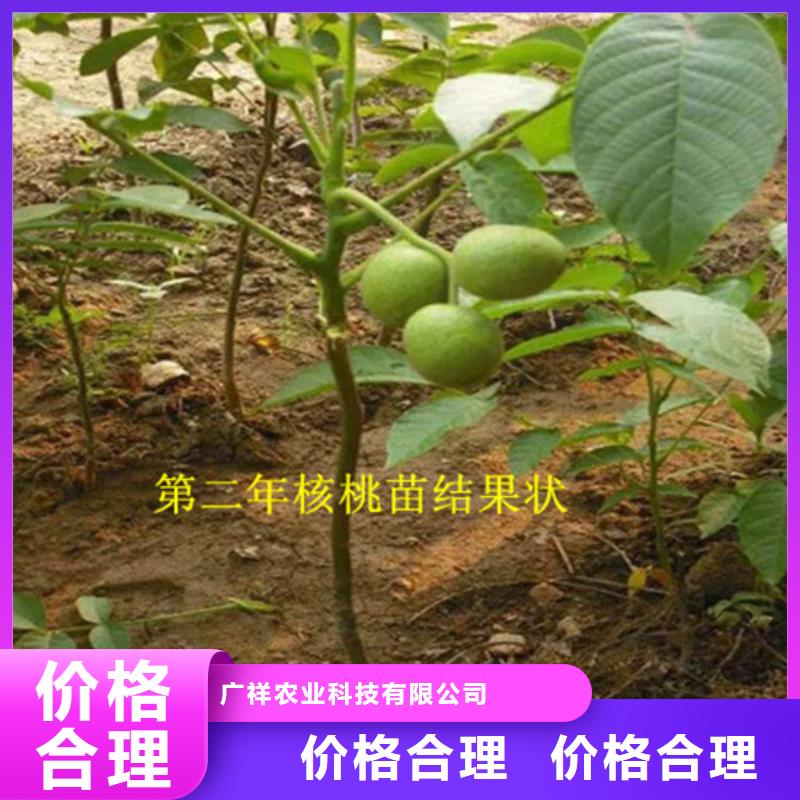 核桃苗,桃树苗基地精工细致打造