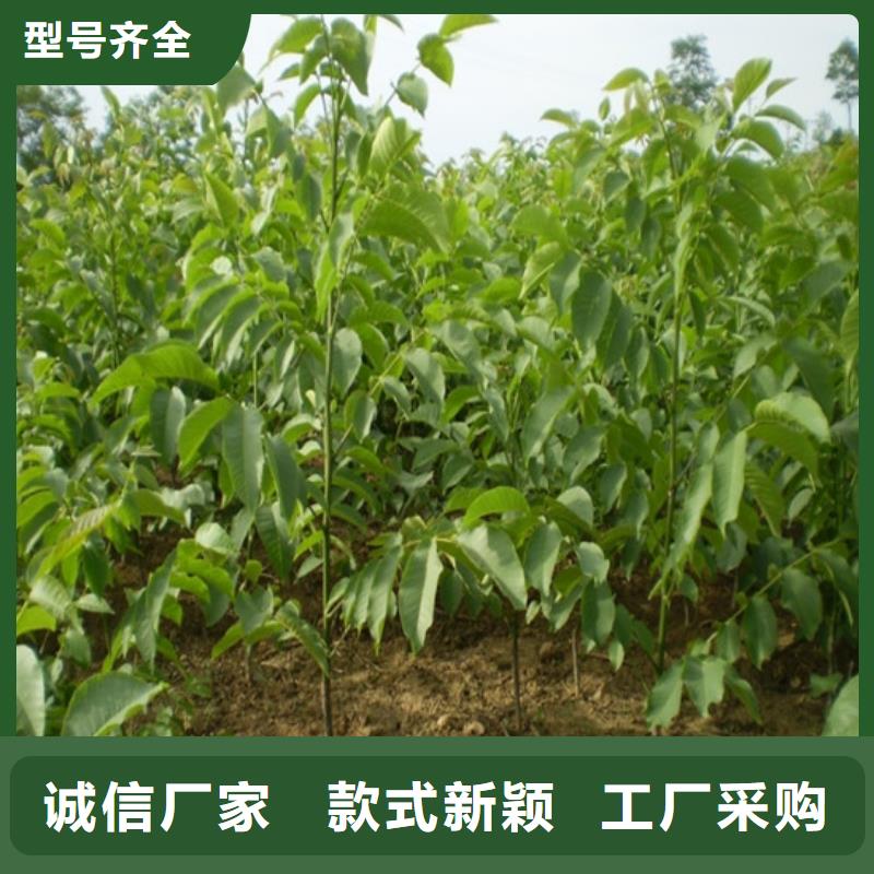 【核桃苗大棚草莓苗货源稳定】