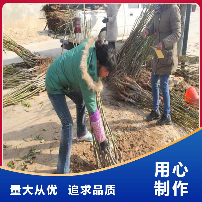 核桃苗苹果苗基地品质过硬