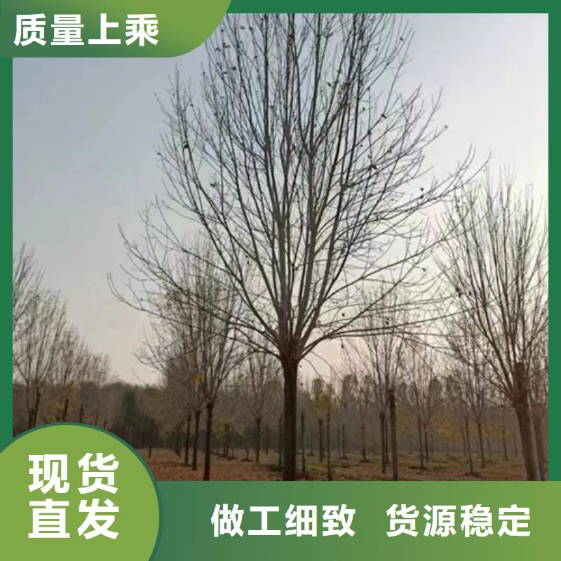 法桐小苗-高品质低价格