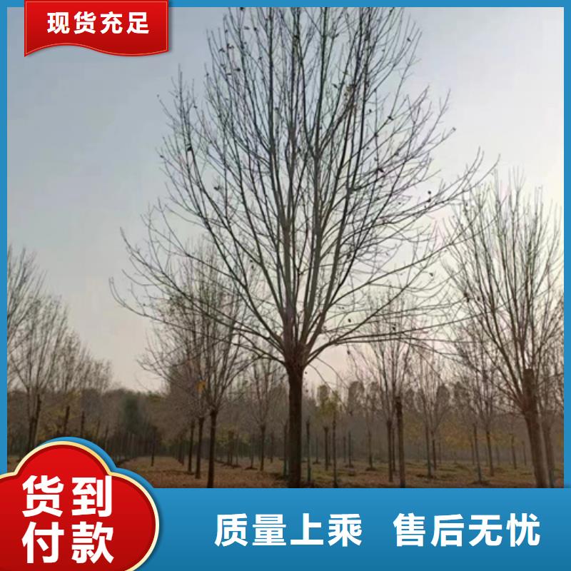 无锡品质造型法桐量大从优苗木基地