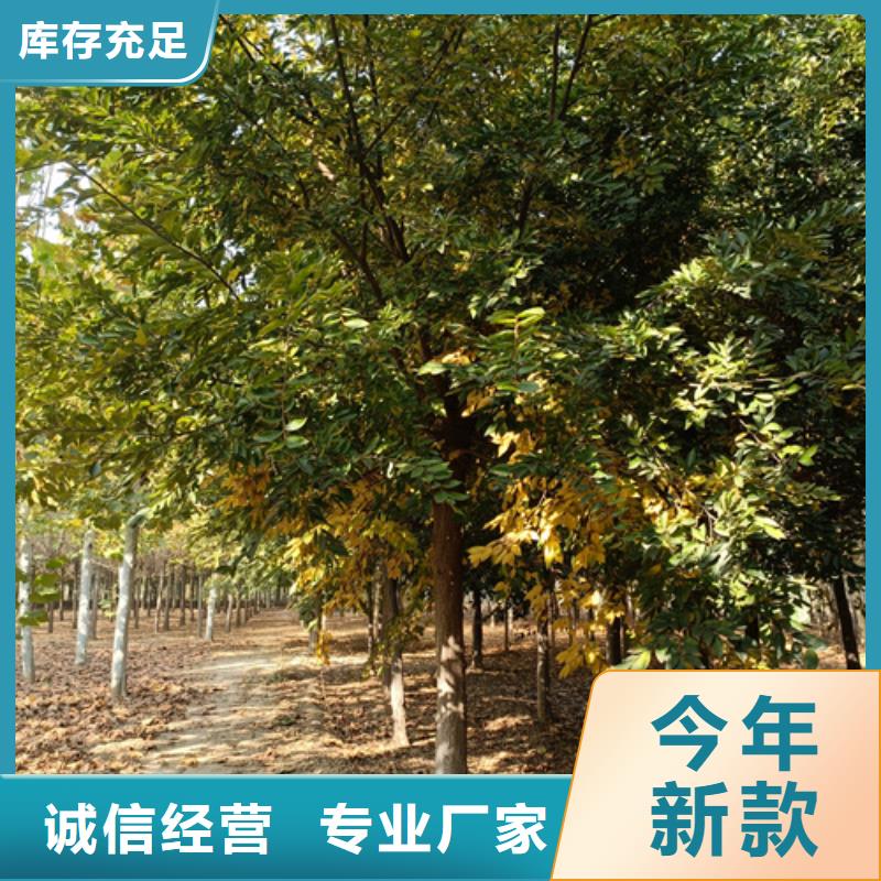 法桐价格种植基地绿化苗木