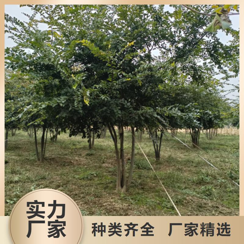 翌昊苗木种植基地造型法桐价格低交货快