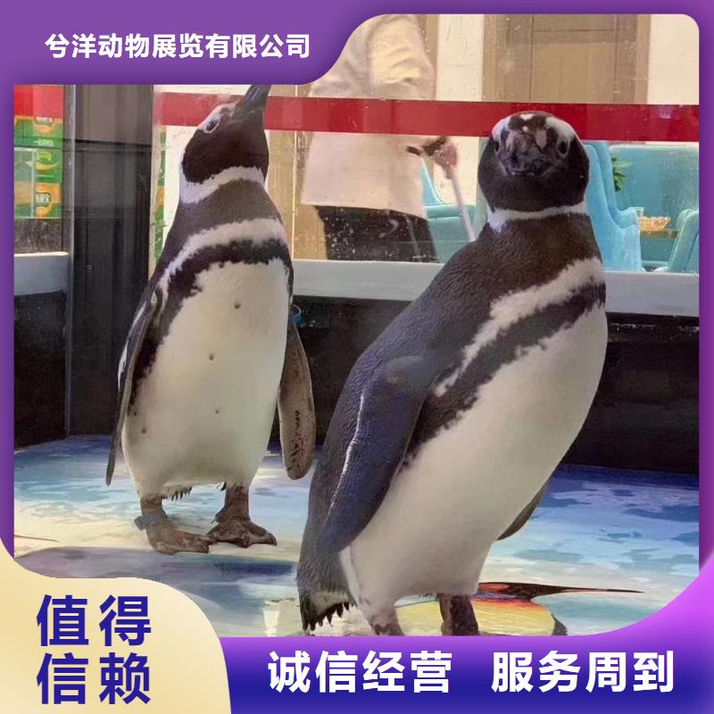 海洋主题动物表演【水族海洋展】品质服务