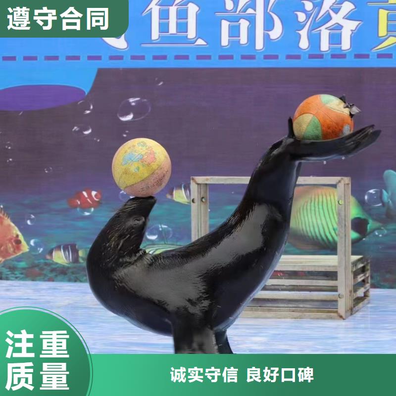 哪有出租海狮的