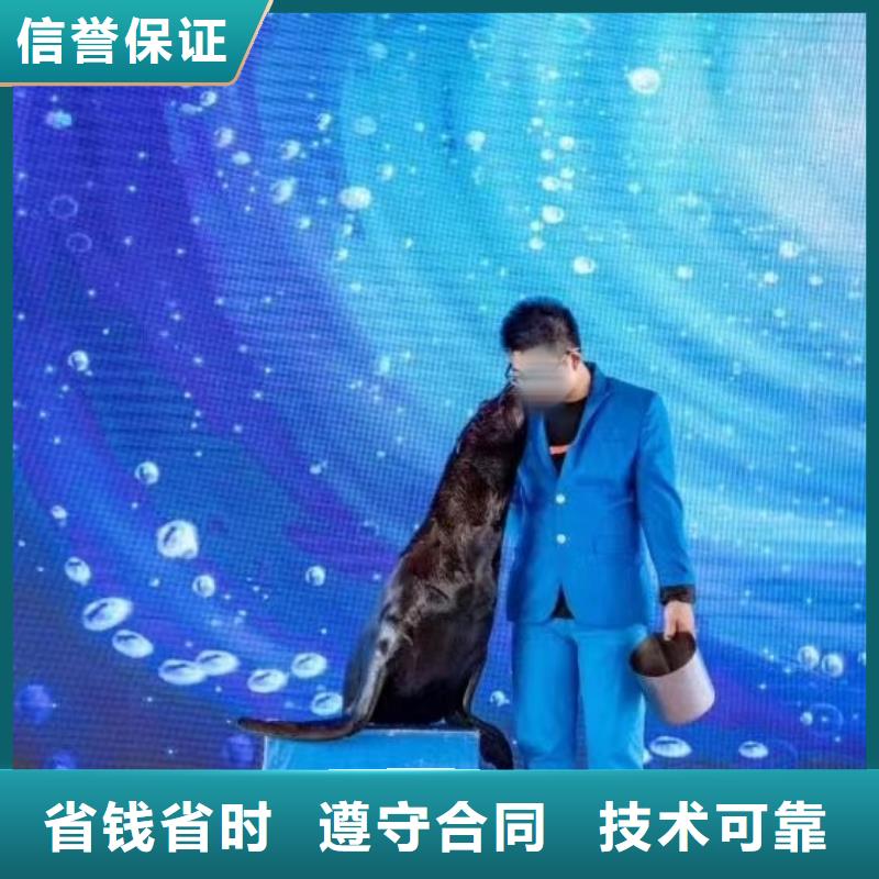 海洋主题动物表演【海狮租赁表演】优质服务