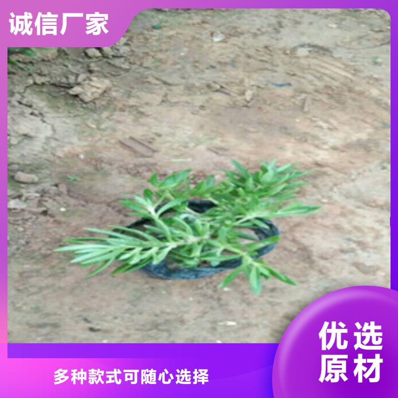 【时令草花时令花卉/绿化草花价格一站式供应】