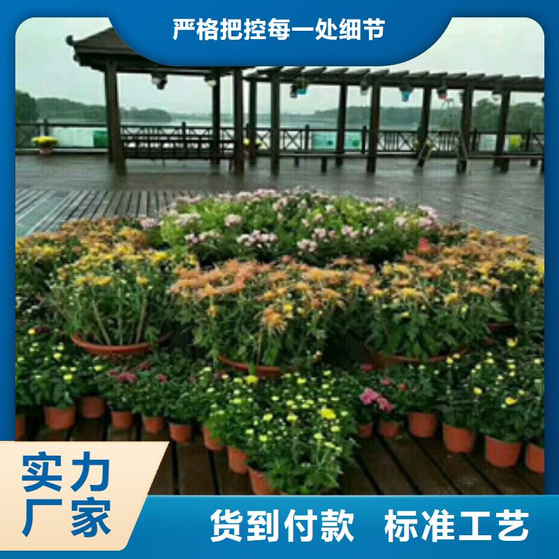 时令草花时令花卉/绿化草花价格研发生产销售