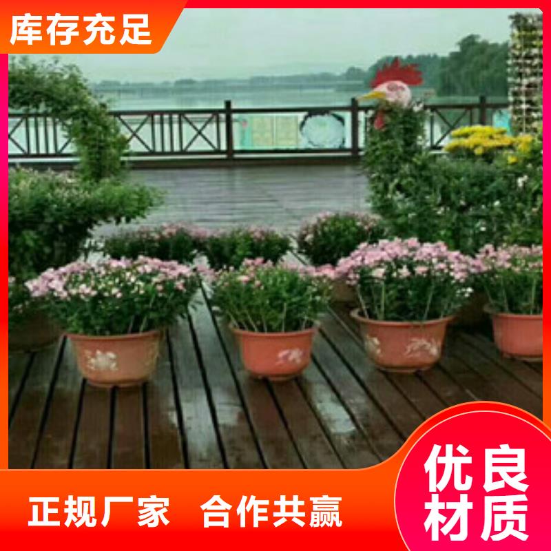 【时令草花-宿根花卉基地厂家品控严格】