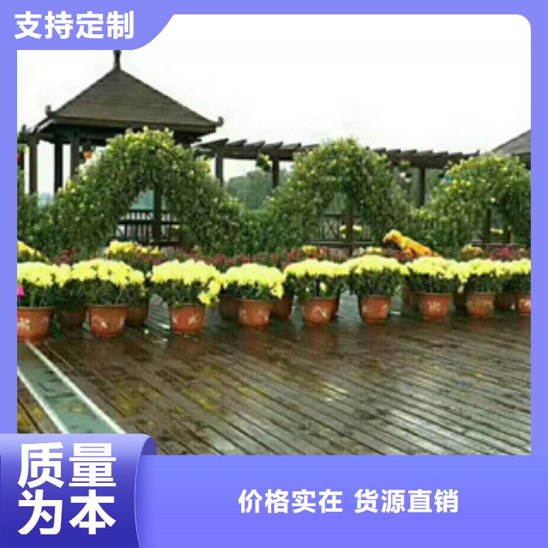 时令草花宿根花卉基地畅销当地