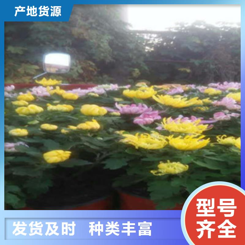 时令草花耐寒耐旱草花基地工厂直供