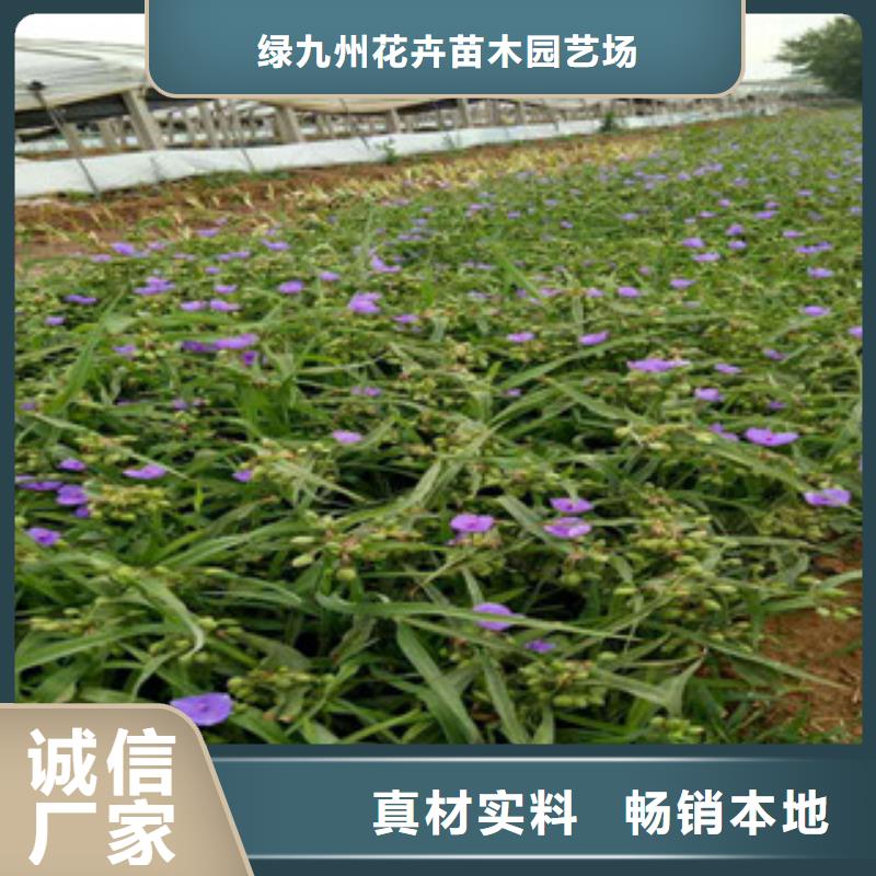 时令草花【宿根花卉基地】实力优品