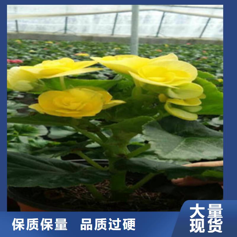 【时令草花水生植物/荷花睡莲实体诚信厂家】