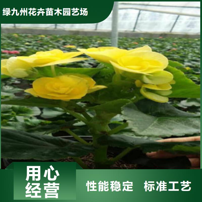 【时令草花】柳叶马鞭草/薰衣草欢迎新老客户垂询