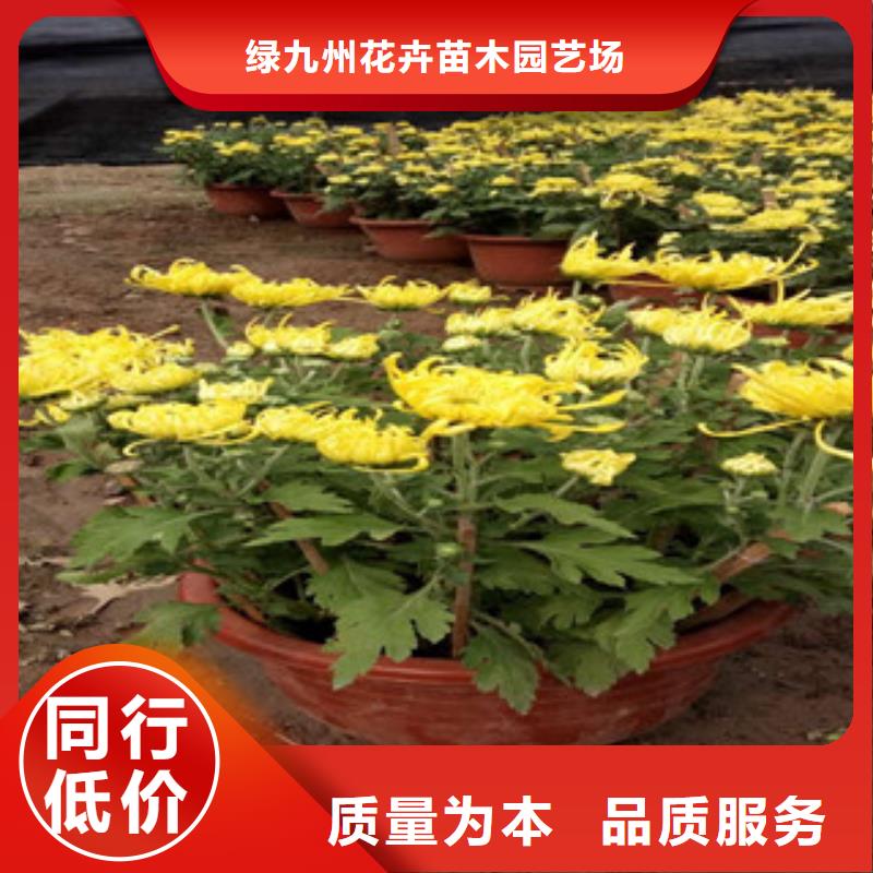 【时令草花】水生植物/荷花睡莲敢与同行比服务