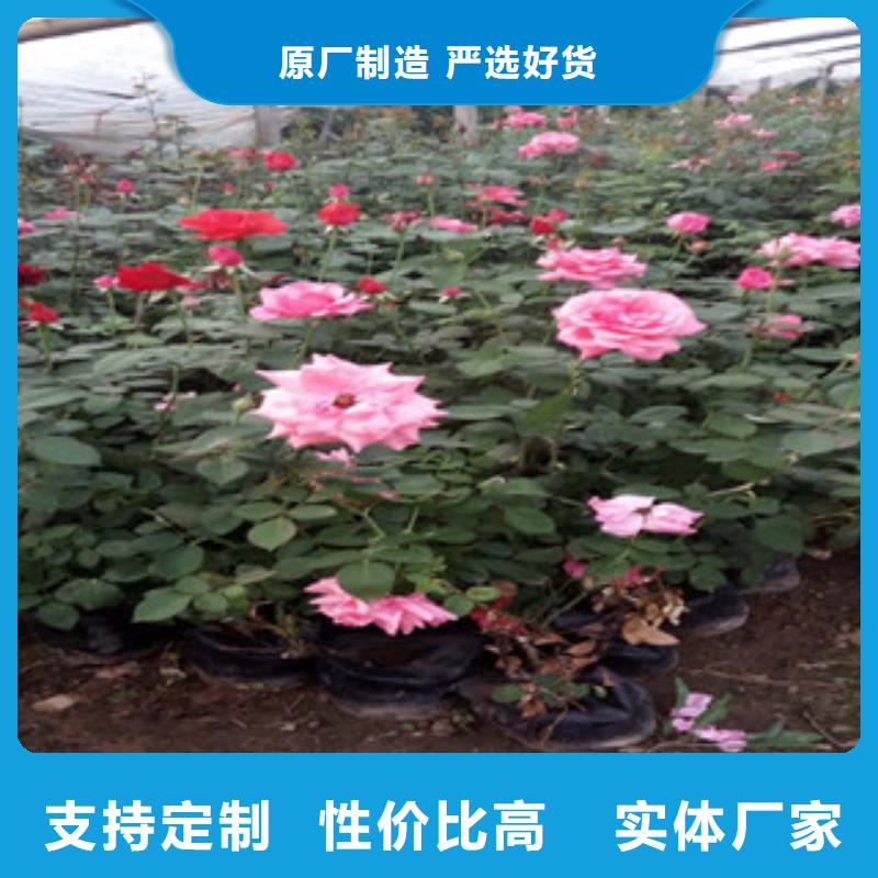 【时令草花水生植物/荷花睡莲实体诚信厂家】