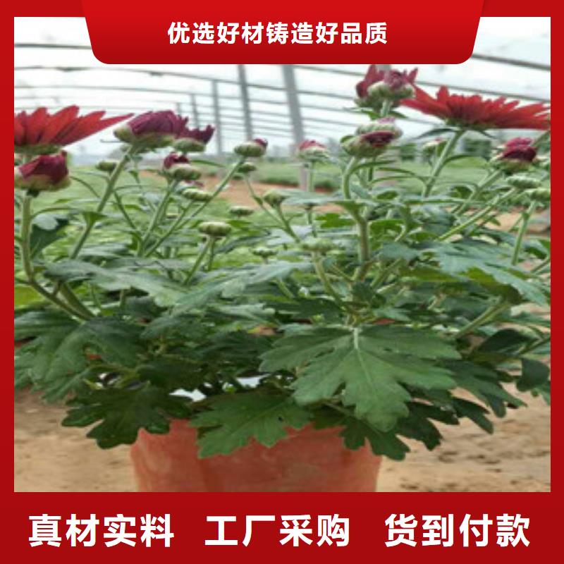 小叶黄杨山东省青州可以种植吗