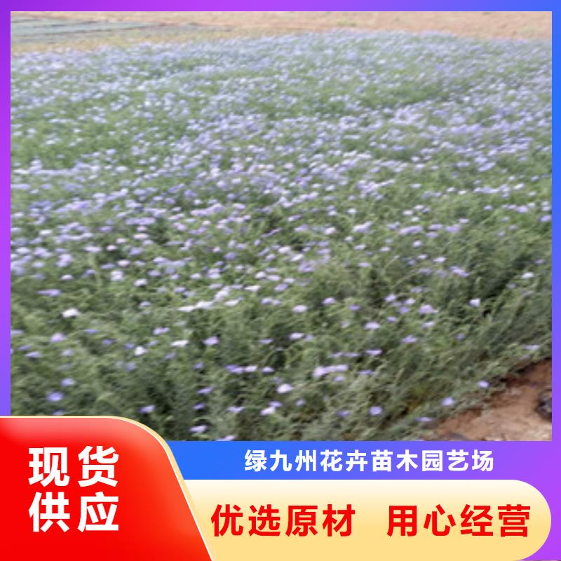 胶东卫矛种植基地