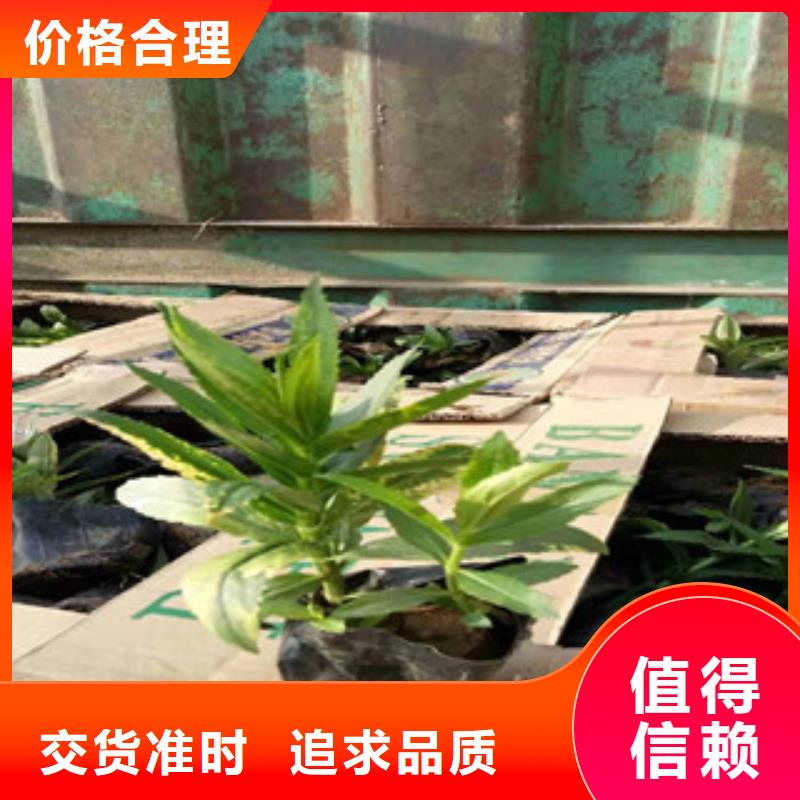 吴忠市金焰绣线菊