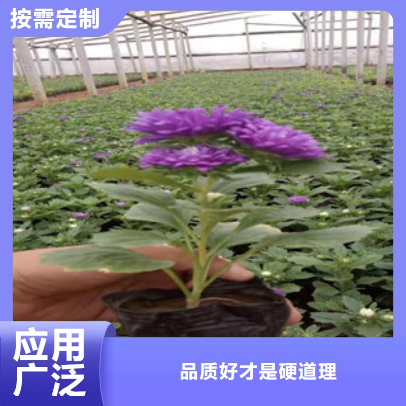 宿根花卉_耐寒耐旱草花基地适用范围广