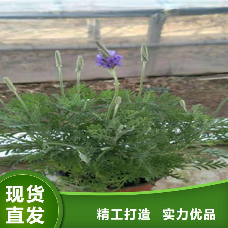 宿根花卉时令花卉/绿化草花价格可定制有保障