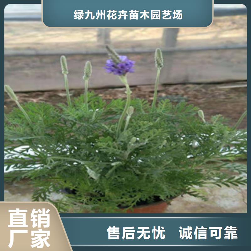 宿根花卉柳叶马鞭草/薰衣草可接急单