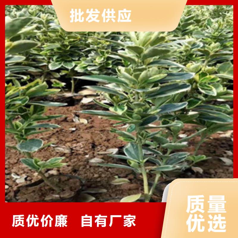 金叶石菖蒲山东种植基地在哪