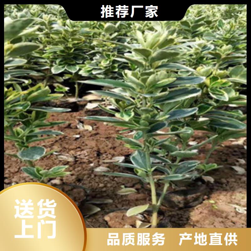 宿根花卉耐寒耐旱草花基地精心推荐