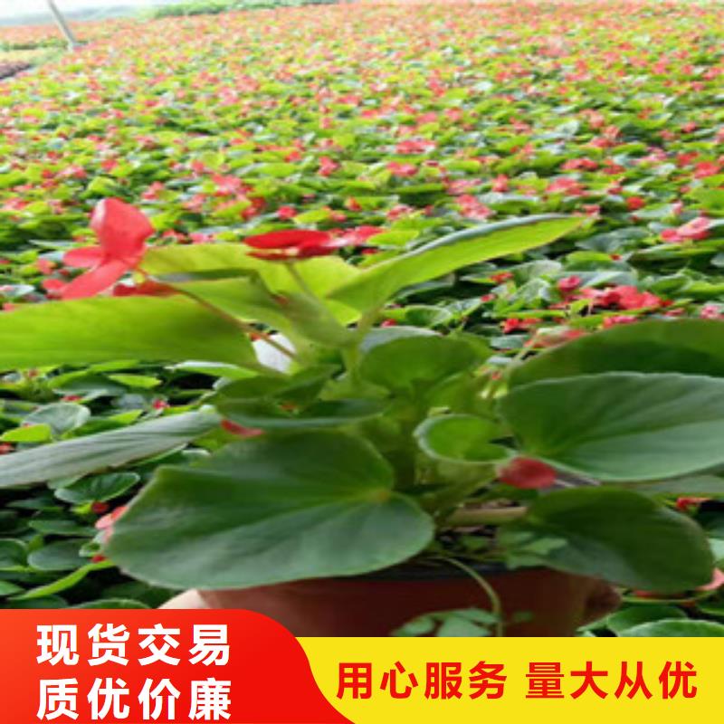 山东青州绿叶鸡冠花可以种植吗