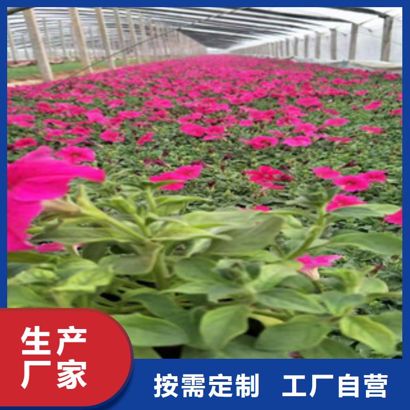 沈阳市金叶苔草山东种植基地销售价格