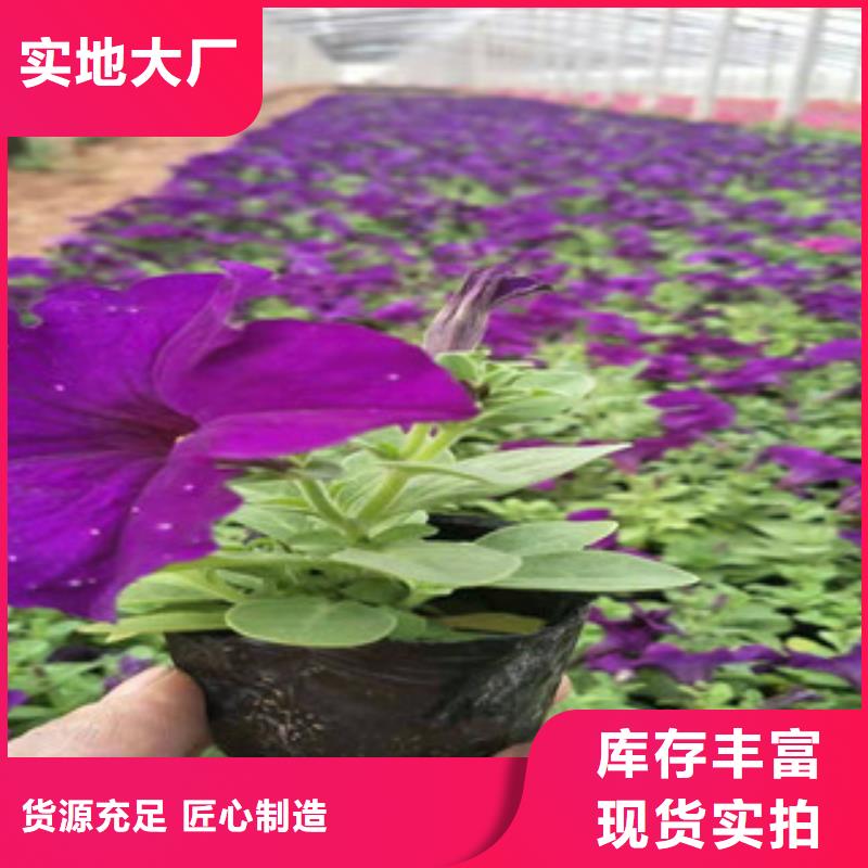 蛇鞭菊（红）技术服务