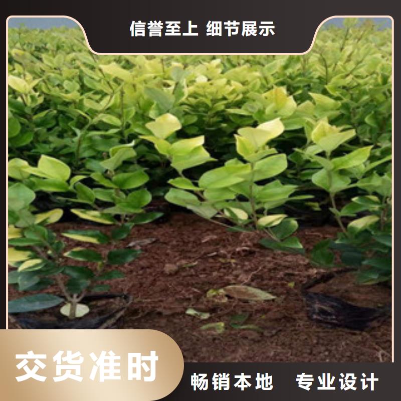 沈阳市金叶苔草山东种植基地销售价格