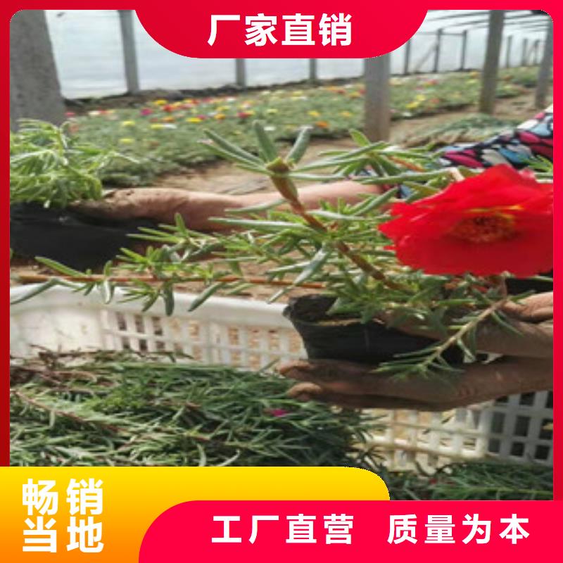 青州报春花运到合多少钱一盆