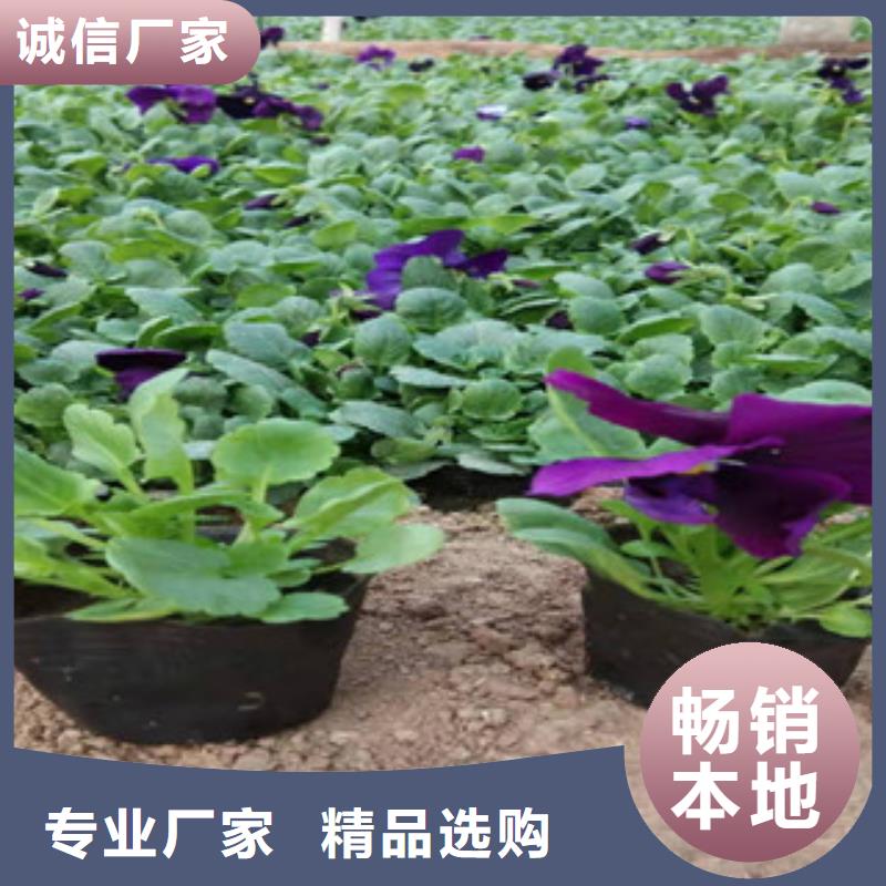 青州紫菀运到合多少钱一盆