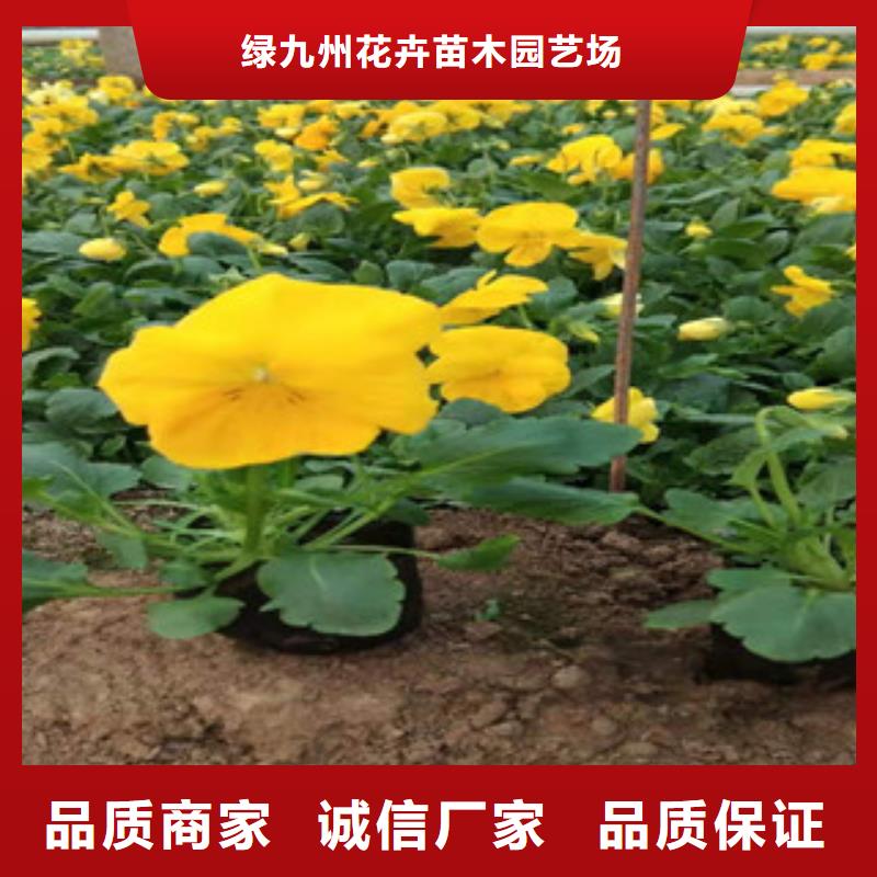 青州批发草坪种子生产厂家