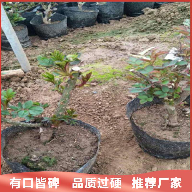 丛生紫荆报价/种植基地在哪