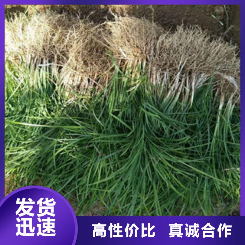 花海景观花海景观工程质优价保