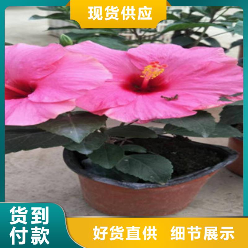 花海景观五一国庆草花批发用途广泛