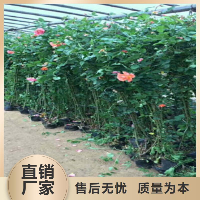 花海景观宿根花卉基地自产自销