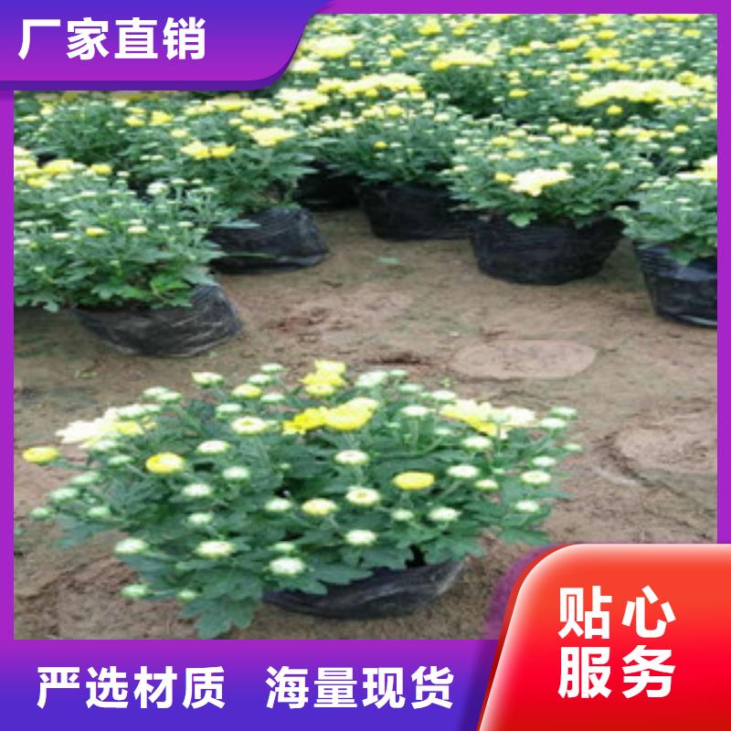 青州苗金光菊种植基地