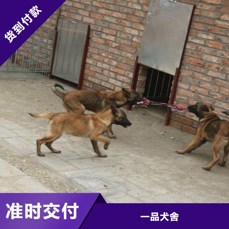 【图】【红马犬】性格怎么样？【CKU认证犬舍】