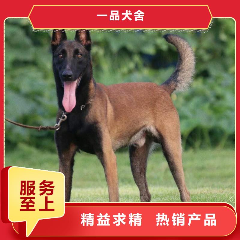 山东【马犬】带血统证明