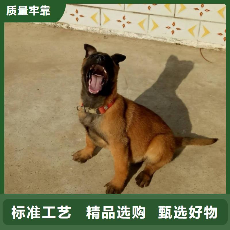 【马犬】包邮